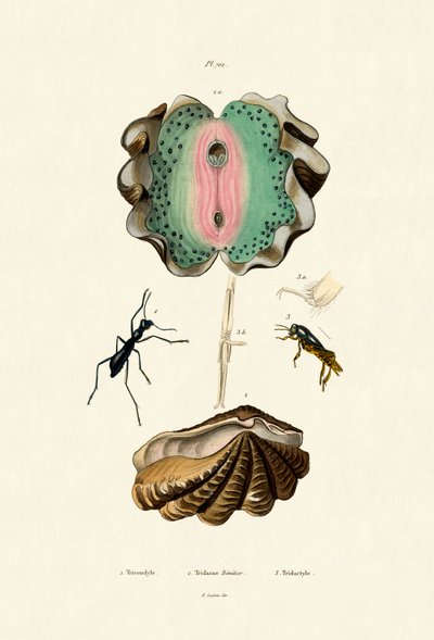 Kæmpemusling, 1833-39 af French School